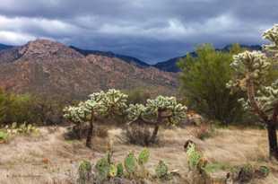 Catalina State Park-6399.jpg